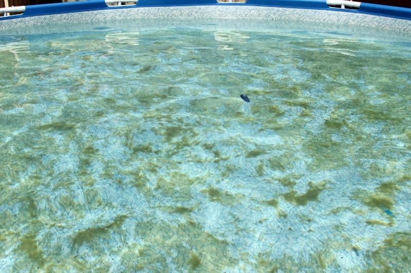 הופעת אצות בבריכה יכולות להעביר מחלות